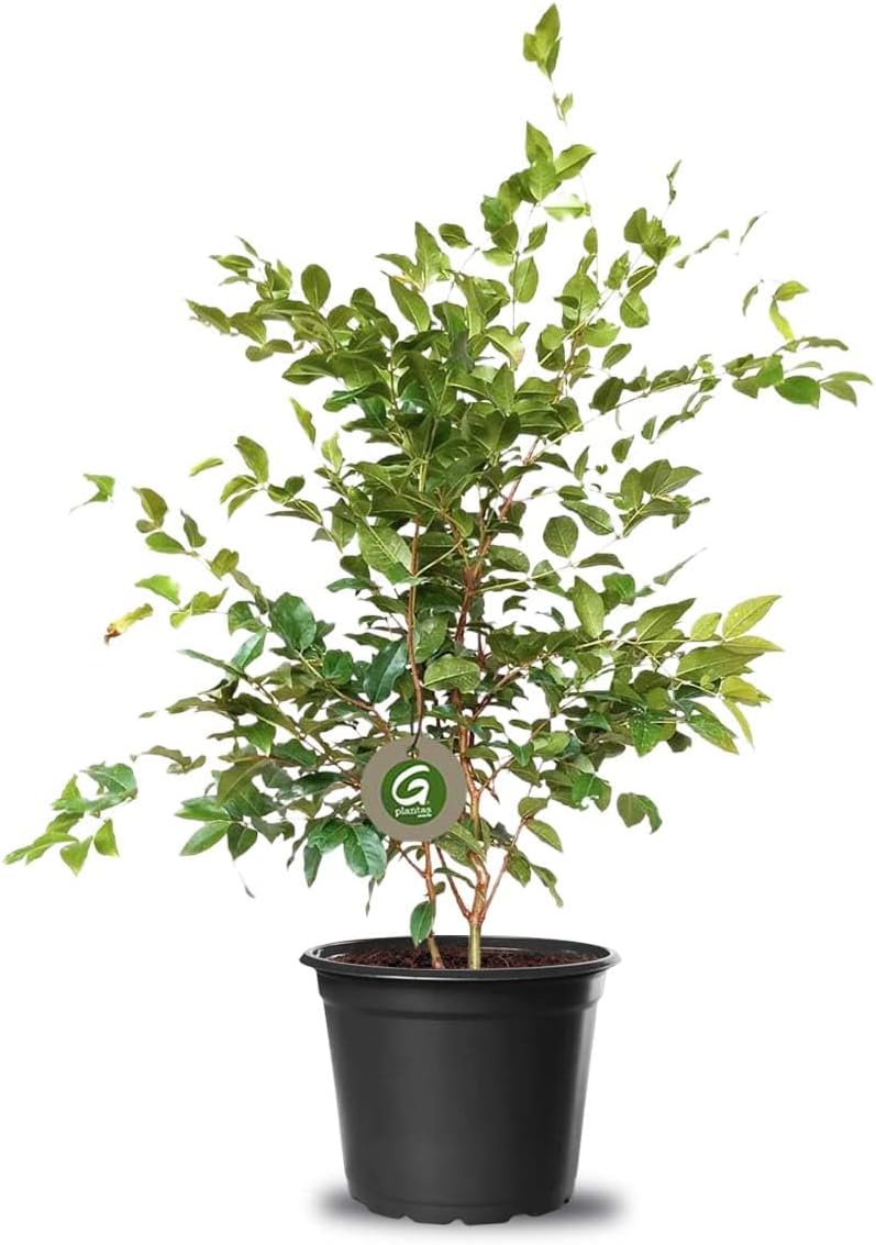 Imagem frontal de uma planta em vaso com fundo branco. Imagem frontal de uma planta em vaso com fundo branco.