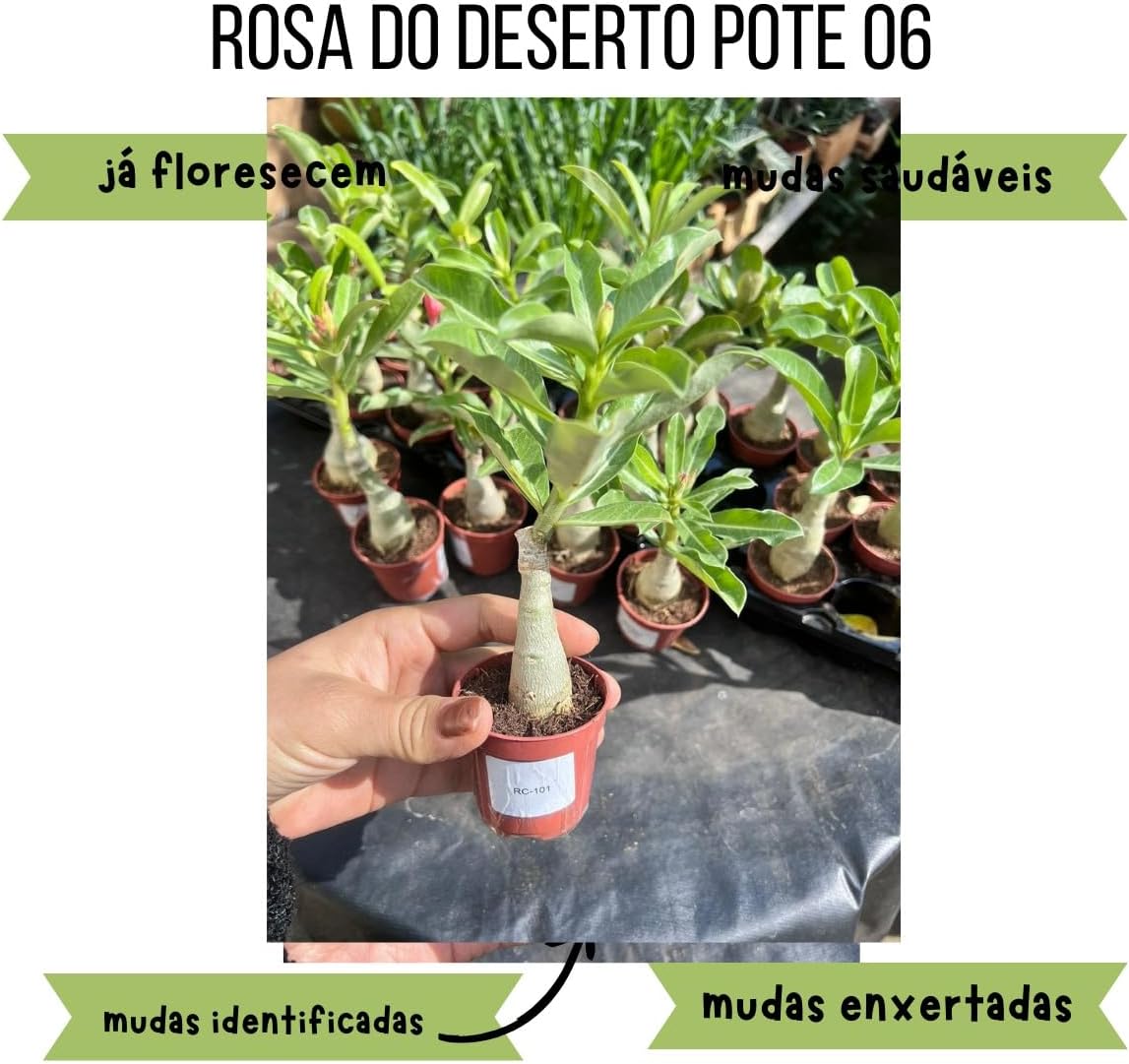 O fundo é uma superfície escura, possivelmente uma mesa ou bancada, com várias mudas de rosa do deserto dispostas atrás. O fundo é uma superfície escura, possivelmente uma mesa ou bancada, com várias mudas de rosa do deserto dispostas atrás.