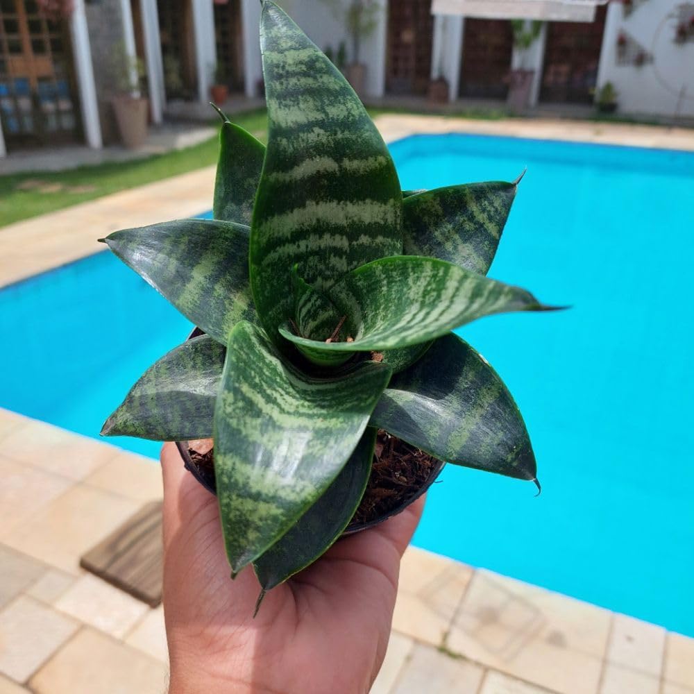 Frontal de uma piscina azul com bordas de pedra.