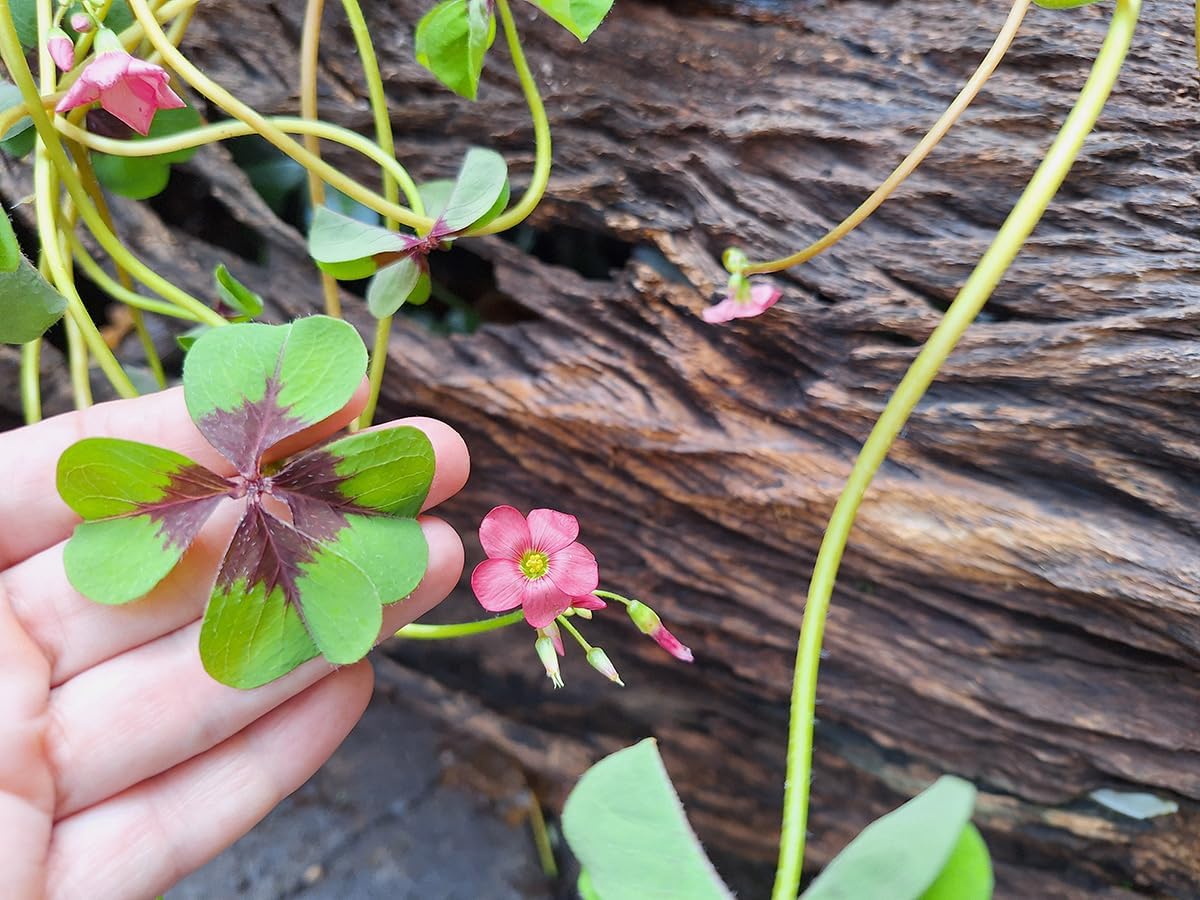 Imagem close-up sobre uma superfície de madeira.