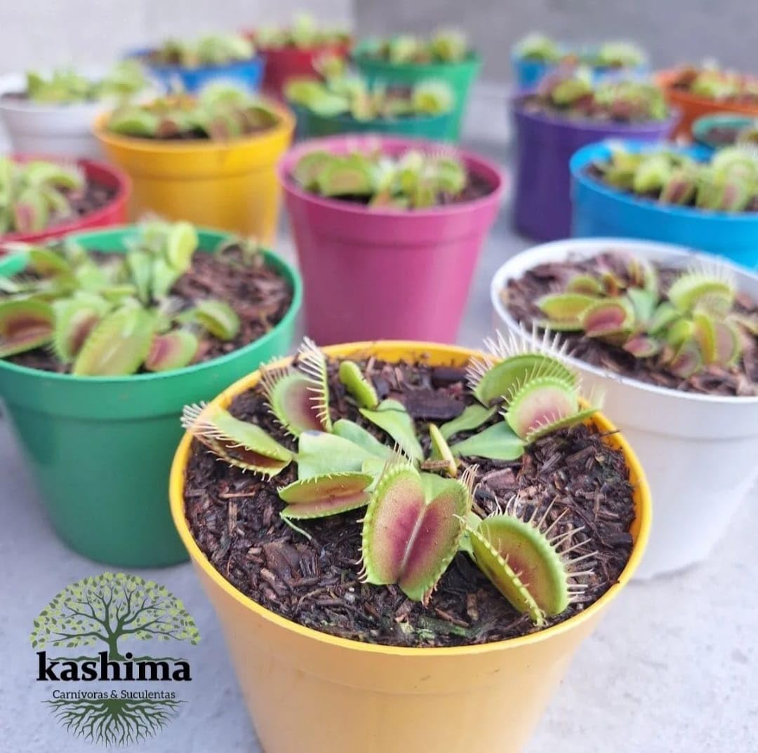 Imagem frontal de plantas em vasos com fundo neutro e desfocado.