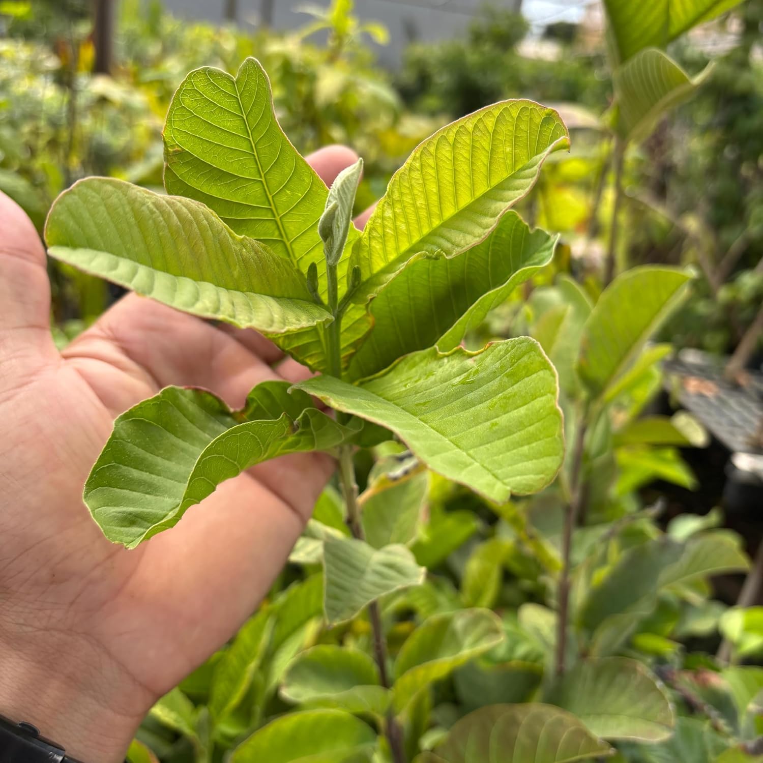Imagem close-up de ambiente natural com várias plantas. Imagem close-up de ambiente natural com várias plantas.