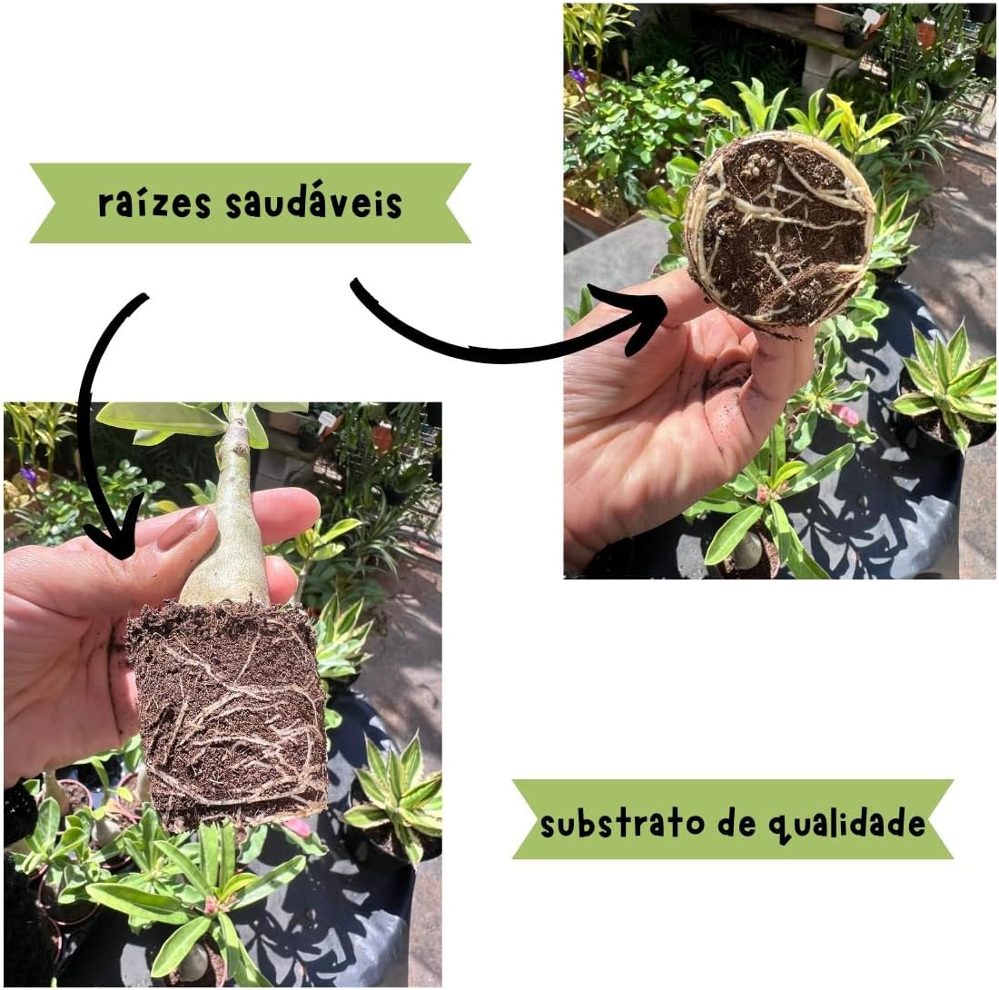 O fundo é composto por várias plantas em um ambiente de viveiro, com iluminação natural. O fundo é composto por várias plantas em um ambiente de viveiro, com iluminação natural.