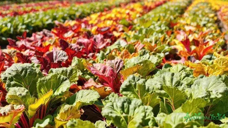 acelga arco iris: descubra como cultivar e cuidar dessa hortaliça colorida