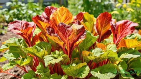 Acelga arco íris: dicas para cultivar essa beleza colorida em casa acelga arco íris: dicas para cultivar essa beleza colorida em casa