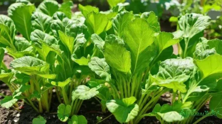 Acelga artemis: descubra como cultivar e aproveitar ao máximo acelga artemis: descubra como cultivar e aproveitar ao máximo