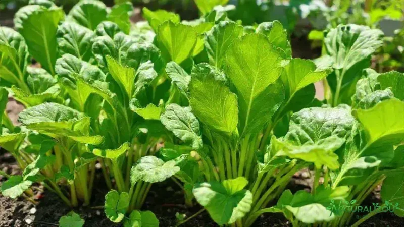 acelga artemis: descubra como cultivar e aproveitar ao máximo