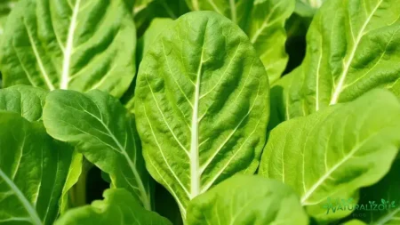 Acelga branca: saiba como cultivar e aproveitar todos os benefícios acelga branca: saiba como cultivar e aproveitar todos os benefícios