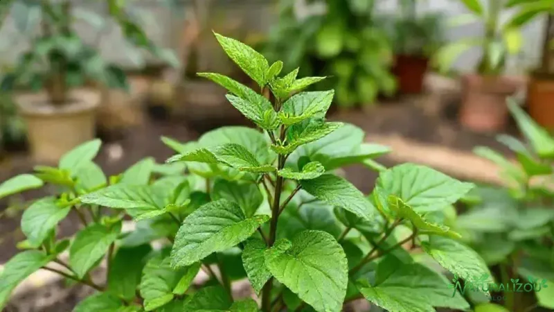acelga brasileira: descubra segredos para cultivar em casa fácil
