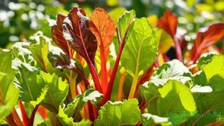 Acelga colorida: saiba como transformar sua horta e o prato acelga colorida: saiba como transformar sua horta e o prato