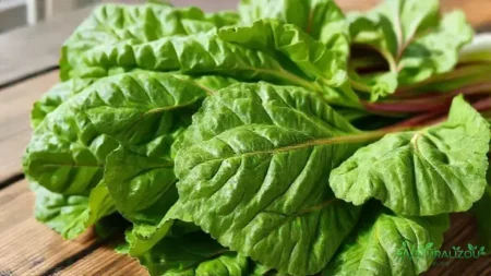 Acelga comprar: onde encontrar qualidade e preço justo hoje acelga comprar: onde encontrar qualidade e preço justo hoje