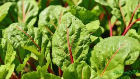 Acelga francesa: saiba como cultivar e aproveitar seus benefícios acelga francesa: saiba como cultivar e aproveitar seus benefícios