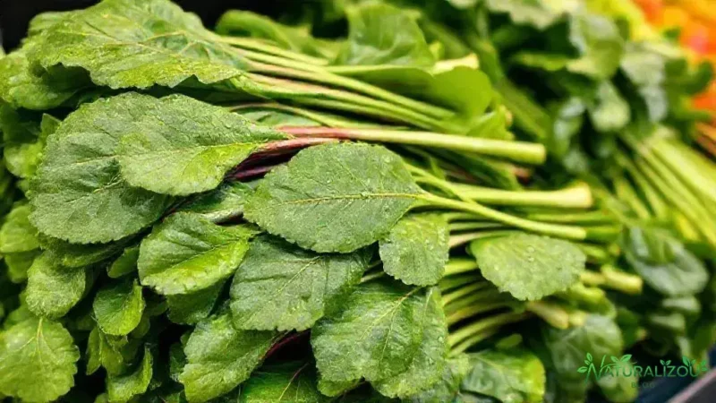 acelga kg: descubra o melhor preço e qualidade para sua compra