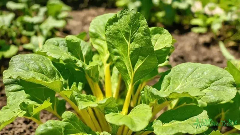 Acelga loura: segredos para cultivar e cuidar dela com sucesso