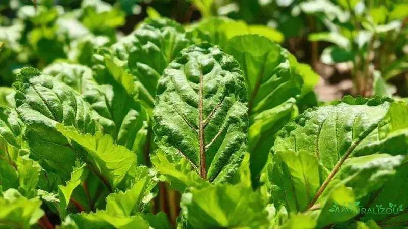 Acelga portuguesa: descubra como cultivar e aproveitar melhor acelga portuguesa: descubra como cultivar e aproveitar melhor