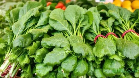 acelga preço kg: entenda as variações e onde encontrar o melhor valor