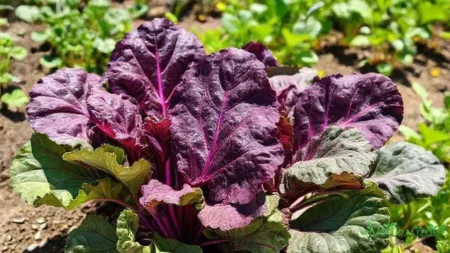 acelga roxa: como cultivar e aproveitar todos os seus benefícios