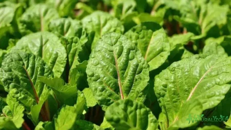 Acelga selvagem: descubra benefícios e como cultivar em casa