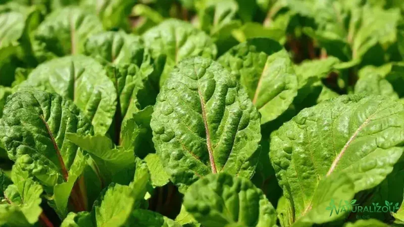 Acelga selvagem: descubra benefícios e como cultivar em casa Acelga selvagem: descubra benefícios e como cultivar em casa