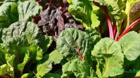 acelga tipos: descubra as variedades mais cultivadas e suas diferenças