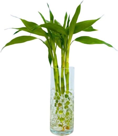 Bambu da Sorte: A Decoração Ideal para 2025