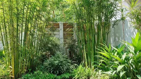 bambu no paisagismo de casas: como transformar seu jardim hoje
