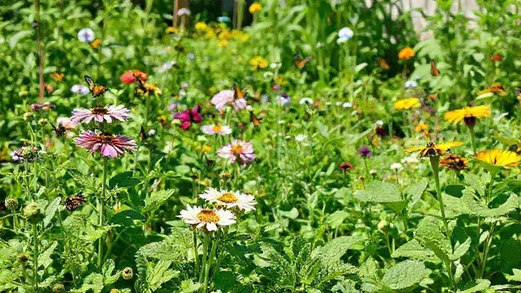 Benefícios ambientais e práticos do paisagismo comestível