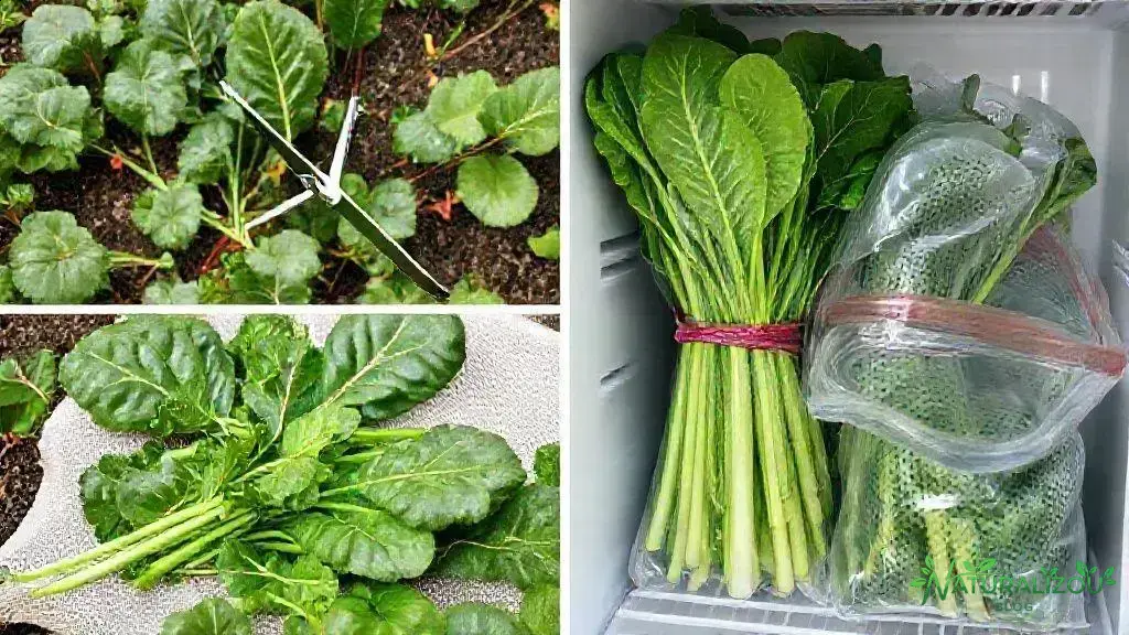 Colheita e armazenamento adequados