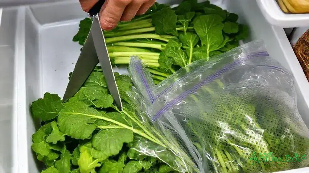 como colher e conservar a acelga brasileira