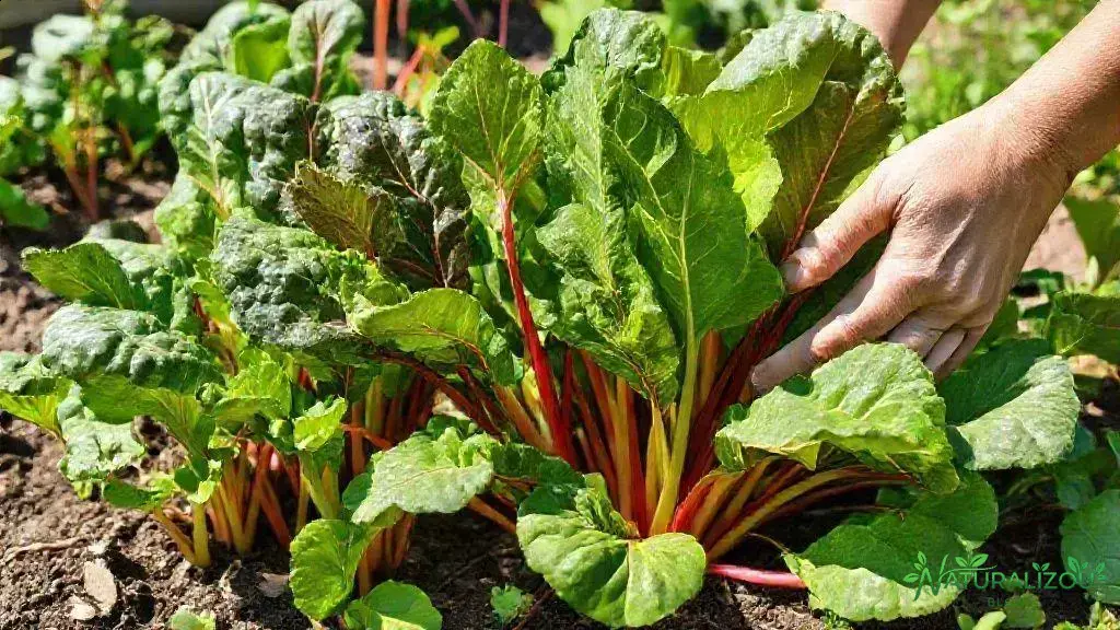 Como cultivar acelga colorida em casa ou na horta