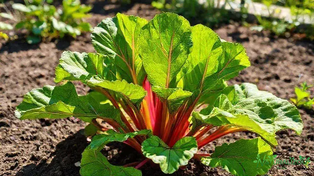 Como escolher o local ideal para o cultivo Como escolher o local ideal para o cultivo