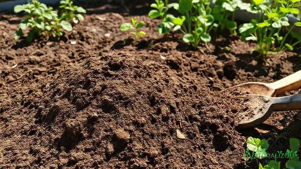 Como preparar o solo e escolher o ambiente ideal para o cultivo