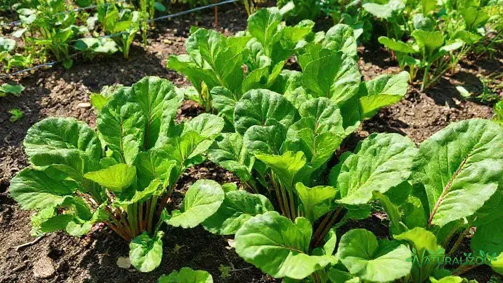 Dicas de cultivo para acelerar o crescimento Dicas de cultivo para acelerar o crescimento