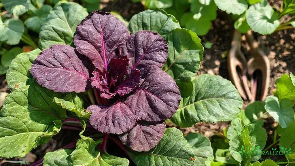 Dicas para prevenir pragas e doenças comuns na acelga