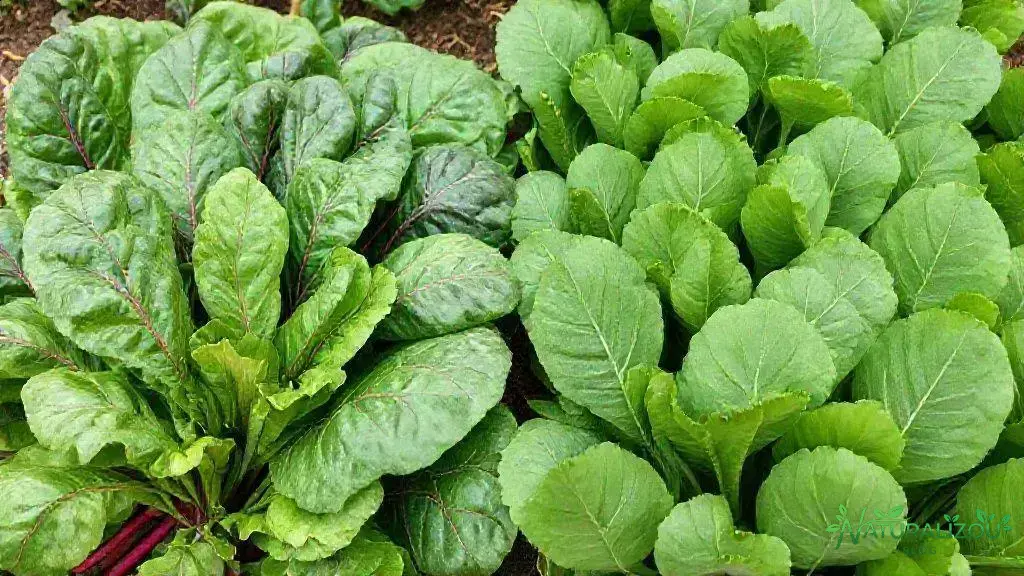 Diferenças entre acelga orgânica e convencional