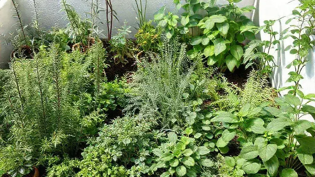 escolha das plantas ideais para jardins urbanos