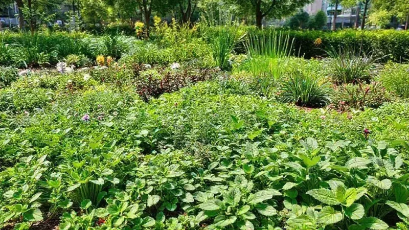 Espécies de forrações para paisagismo que transformam seu jardim