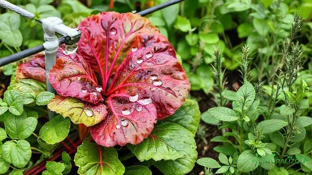 manejo da irrigação e controle de pragas naturais