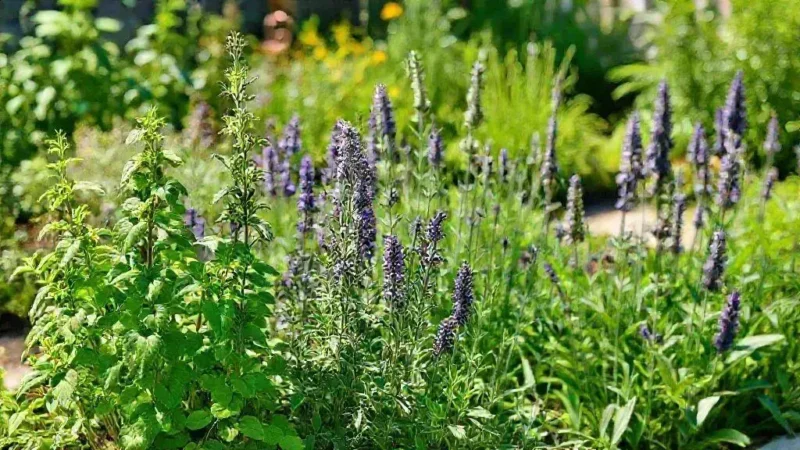 plantas aromáticas no paisagismo funcional para deixar seu jardim único