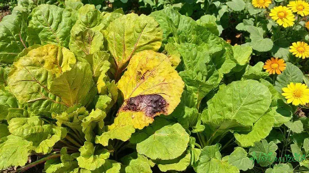 Pragas e doenças comuns na acelga loura