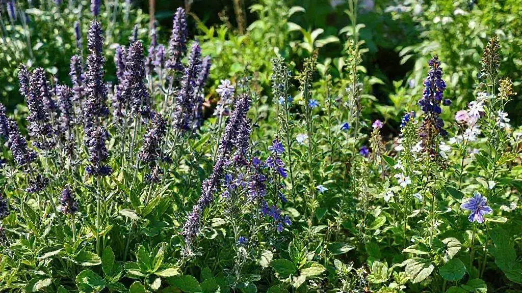 Principais plantas místicas para incluir no jardim