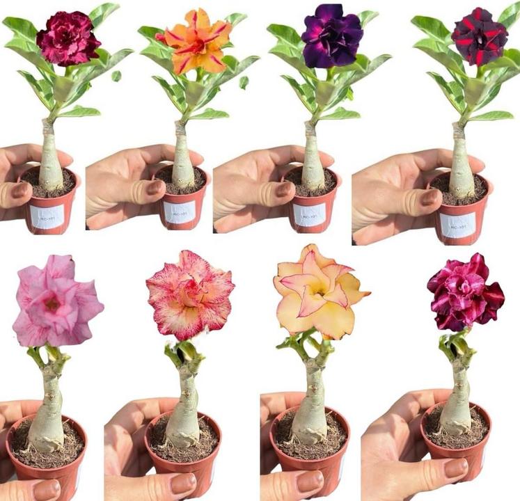 Rosa do Deserto: Mudas Enxertadas em 2025