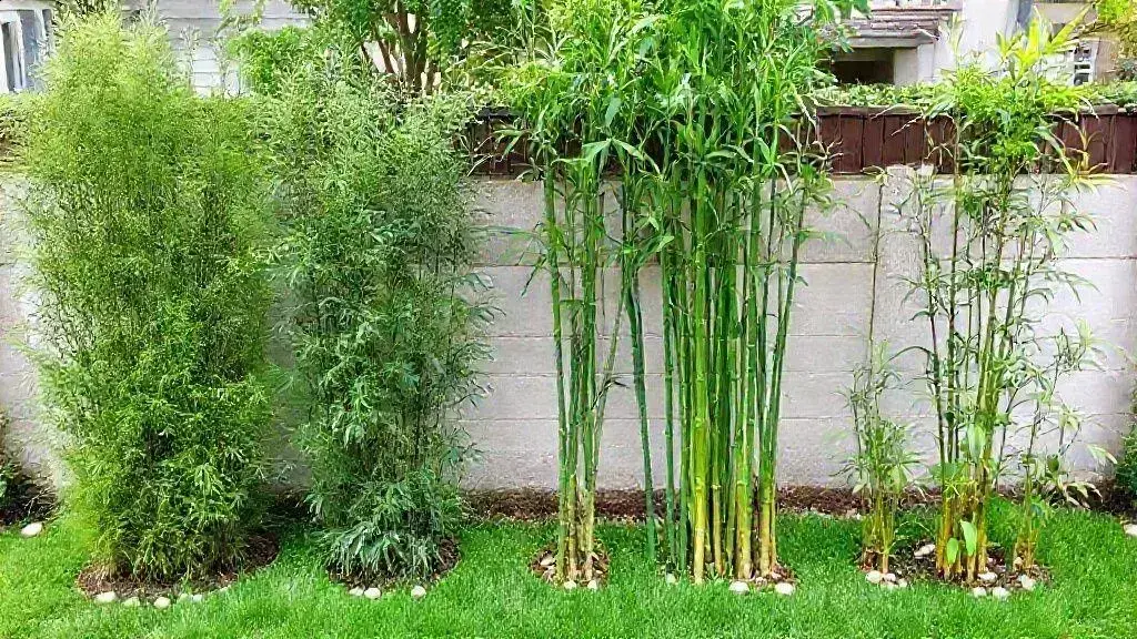 Tipos de bambu ideais para casas Tipos de bambu ideais para casas