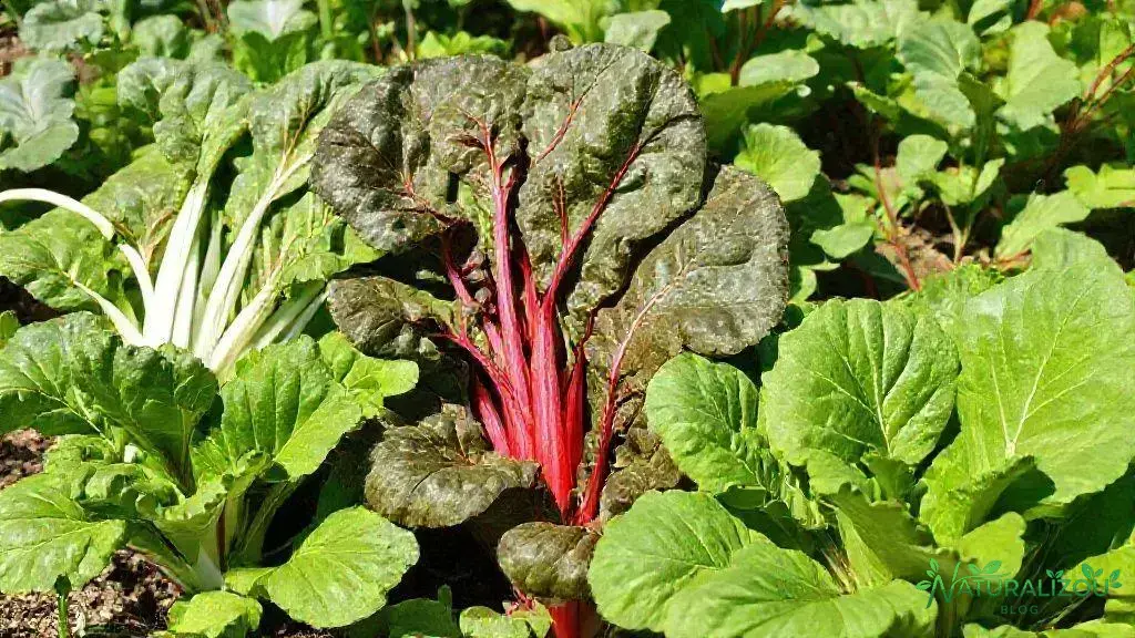 Vantagens e desvantagens de cada variedade Vantagens e desvantagens de cada variedade