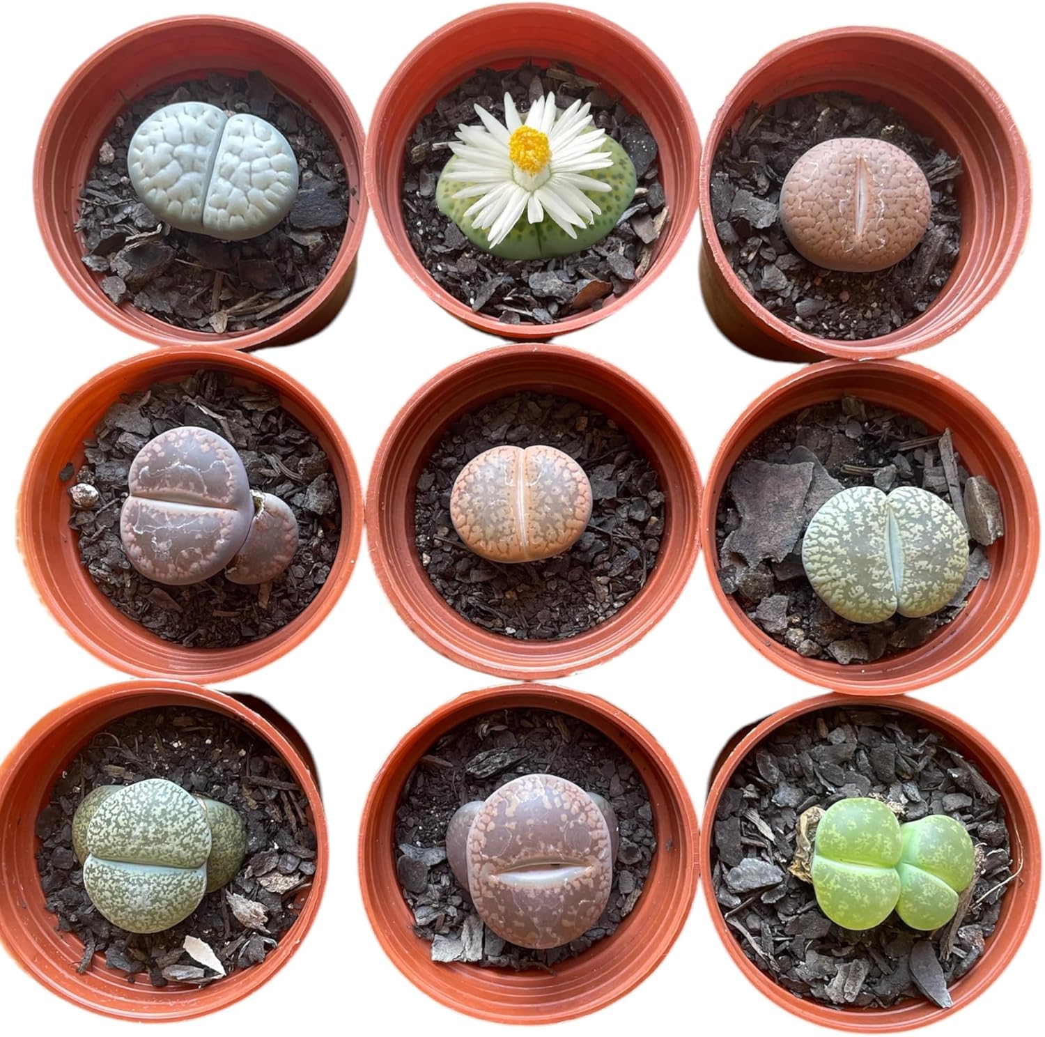 Conjunto de 2 Lithops Vivos, Plantas Suculentas em Vasos, Coleção de Pedras Vivas enraizados plantados e saudaveis