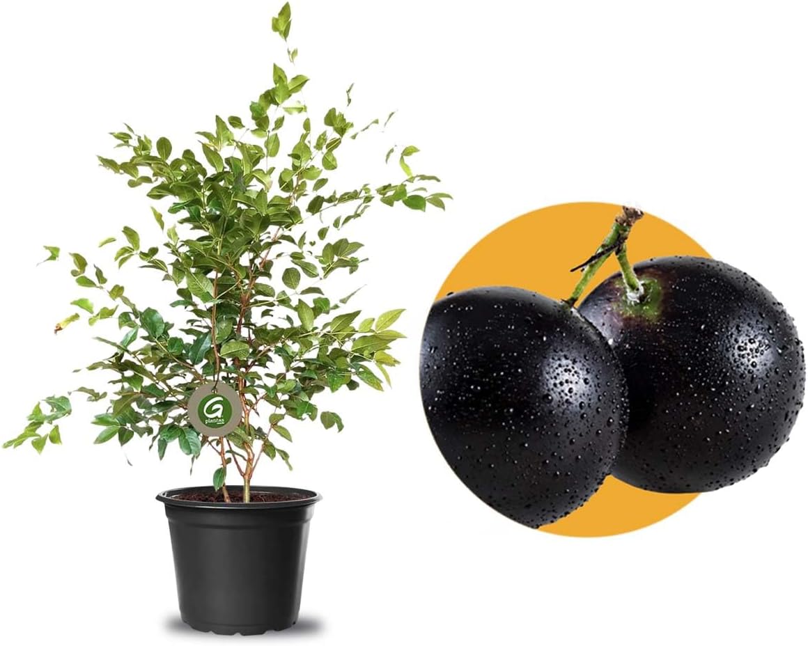 Muda De Jabuticaba Híbrida Ideal Para Vasos