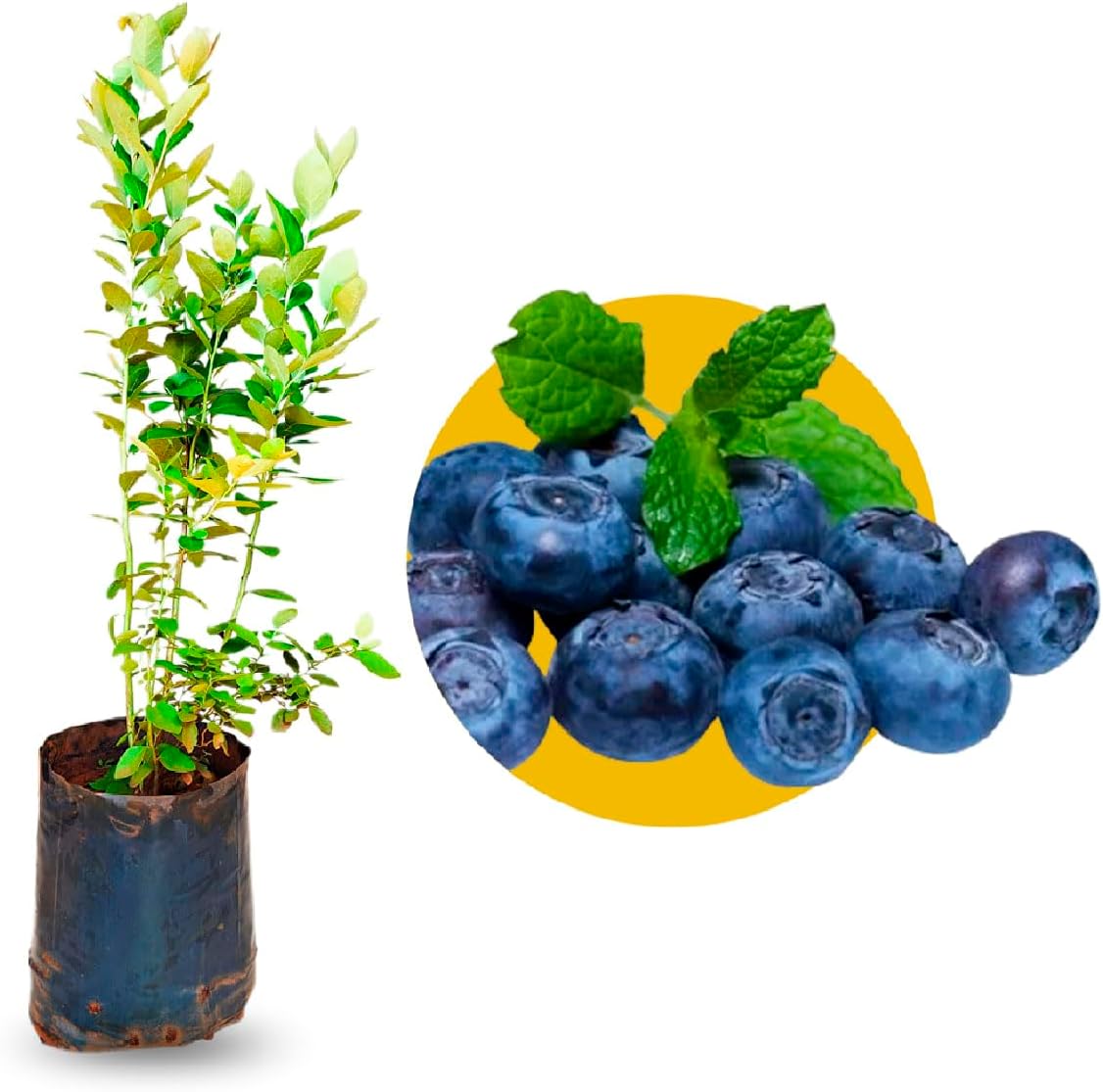 Muda de Mirtilo Gigante Jewel Frutas Grandes e Doce Produzindo Para Clima Quentes