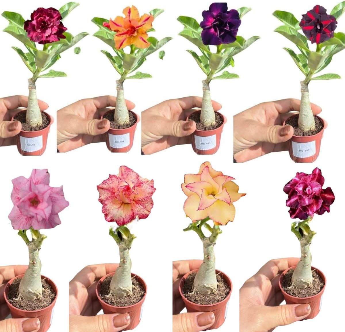 5 mudas de rosa do deserto identificadas já florescem enxertadas duplas triplas envios aleatorios sem repetir 5 mudas de rosa do deserto identificadas já florescem enxertadas duplas triplas envios aleatorios sem repetir