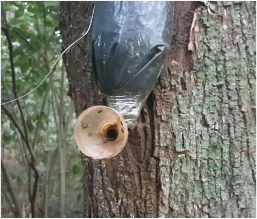 Imagem lateral em ambiente natural com árvores e folhagens. Imagem lateral em ambiente natural com árvores e folhagens.
