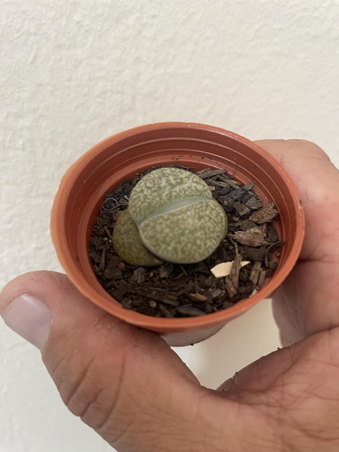Imagem frontal de vasos com fundo de parede branca.